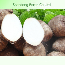 Fournir le Taro frais de la meilleure qualité en Chine